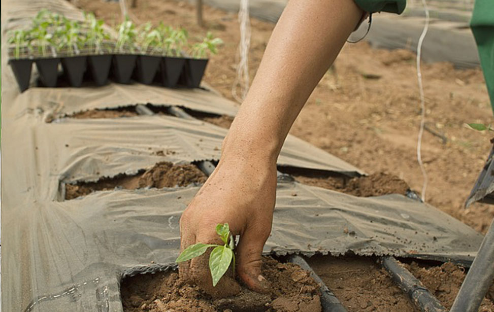 Agronomos en San José Iturbide